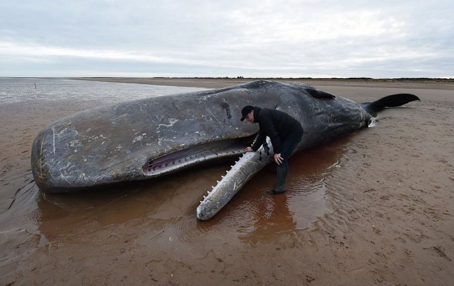 Ocean wyrzucił na brzeg wieloryba. W jego żołądku było aż 29 kilogramów odpadów .get_the_title().