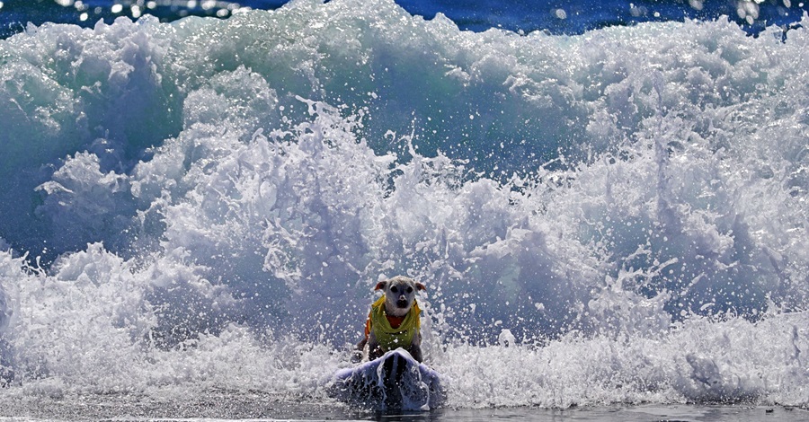 Zawody surfingowe dla psów w Kalifornii .get_the_title().