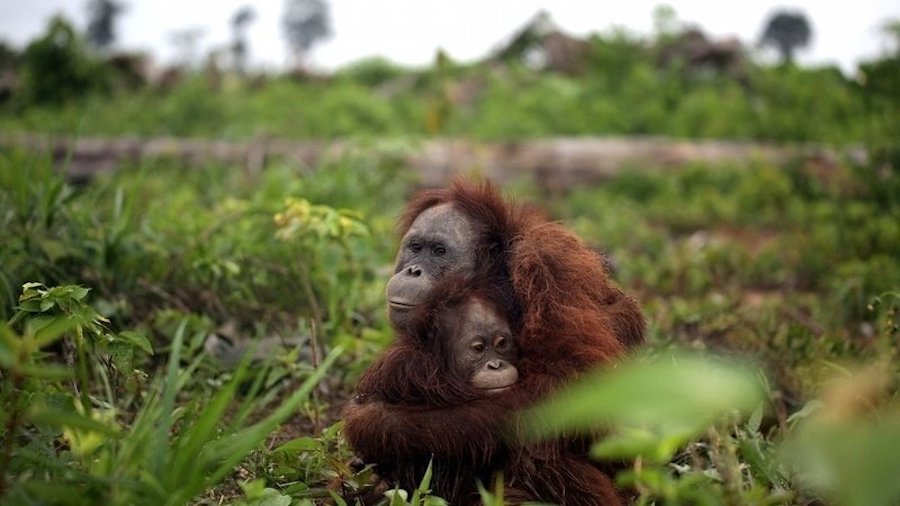 Nasze ulubione czekolady i ciastka są produkowane kosztem życia indonezyjskich orangutanów .get_the_title().