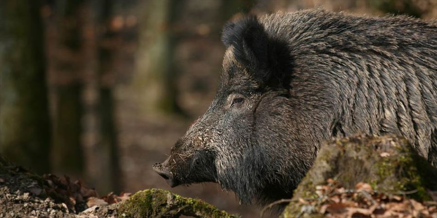 Skandaliczna rzeź dzików w Polsce zapowiedziana na styczeń – planuje się wybicie ponad 90 proc. populacji! .get_the_title().
