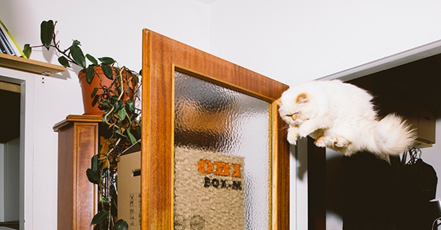 „Jumping cats”, czyli prze-koty uchwycone w locie .get_the_title().