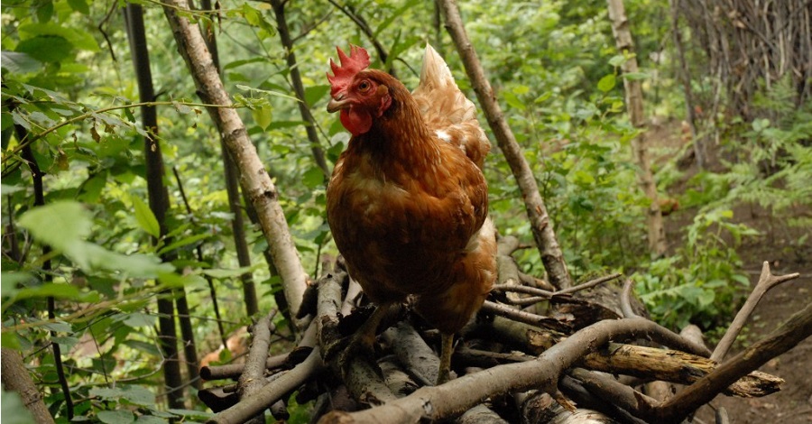 Kurza ferma, jakiej nie widzieliście – włoski farmer hoduje kury w lesie .get_the_title().