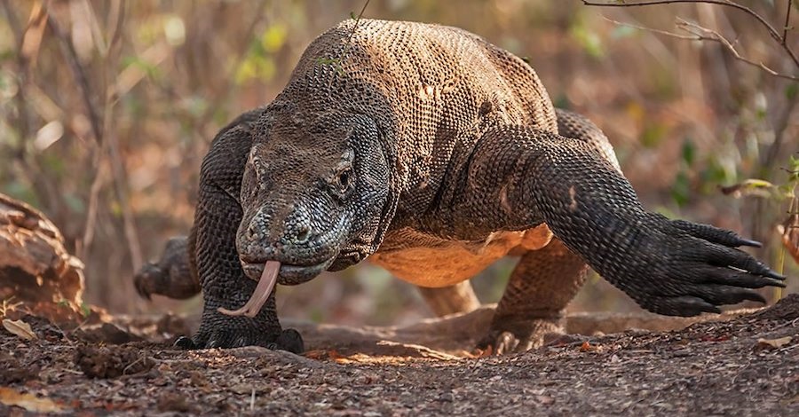 Wyspa Komodo będzie zamknięta w 2020 roku. Cel? Ochrona waranów .get_the_title().