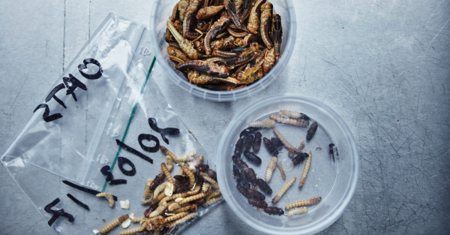 „Future Food Today” – książka kucharska z przyszłości. Uczy, jak zrobić burgery z robaków i chipsy z glonów .get_the_title().
