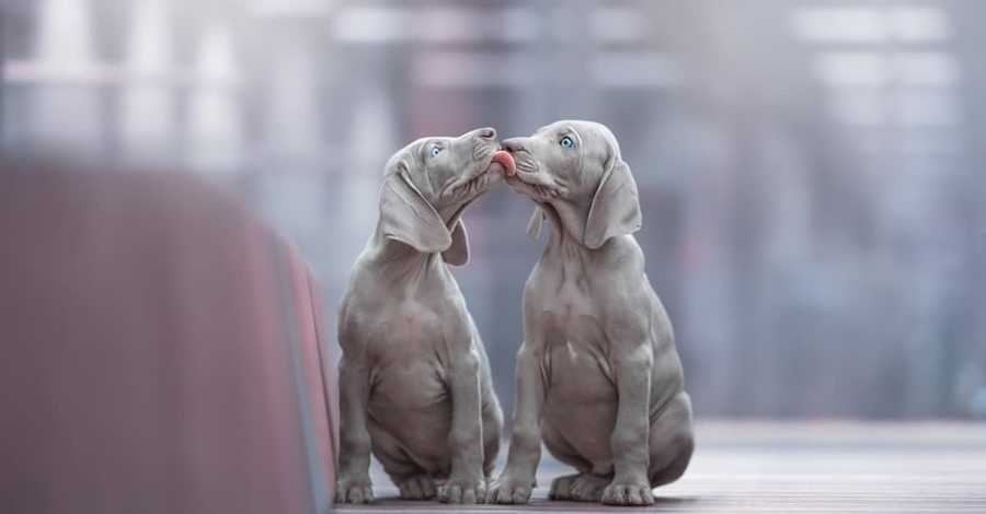 Zdjęcia zwycięzców Dog Photographer of the Year to najlepsze, co dziś zobaczycie w internecie .get_the_title().