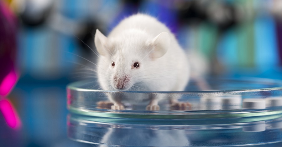 Naukowcy wyleczyli myszy z HIV dzięki technologii CRISPR .get_the_title().