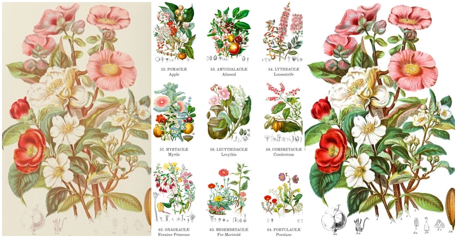 Jeśli kochacie botaniczne ilustracje, ten artysta ma dla was prezent: odtworzył cyfrowo i udostępnił online katalog z XIX wieku .get_the_title().