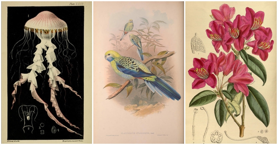 Biodiversity Heritage Library udostępnia darmowo online setki tysięcy grafik i ilustracji z fauną i florą .get_the_title().