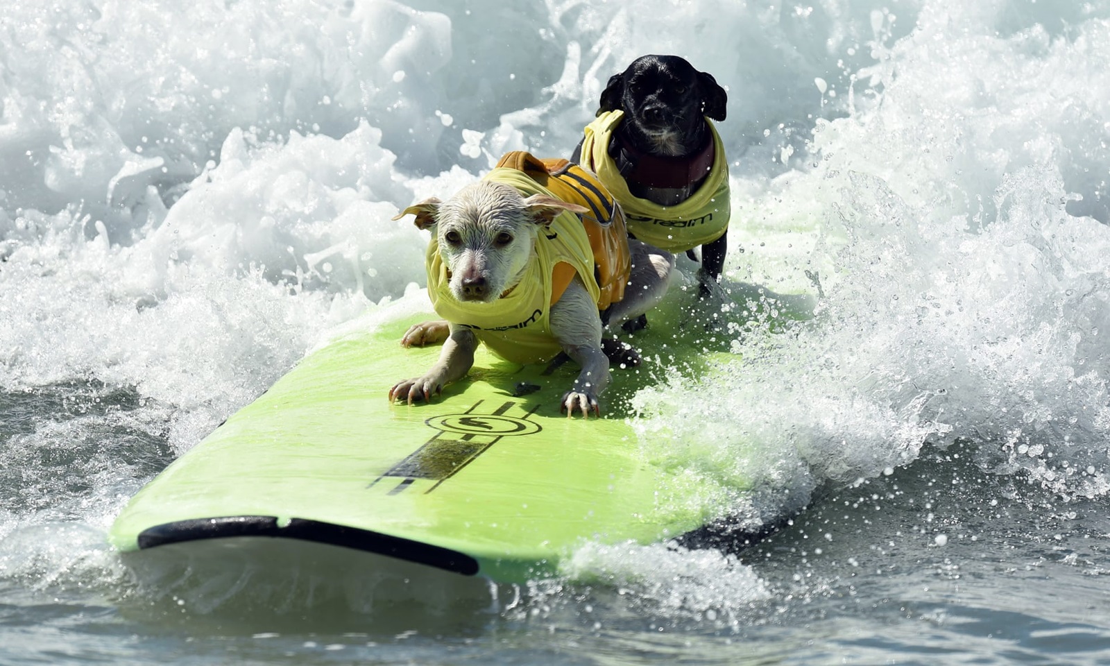 zawody surfingowe dla psów