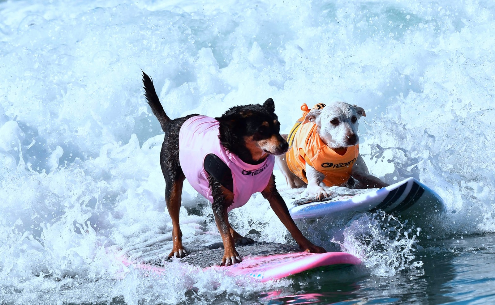 Zawody surfingowe dla psów