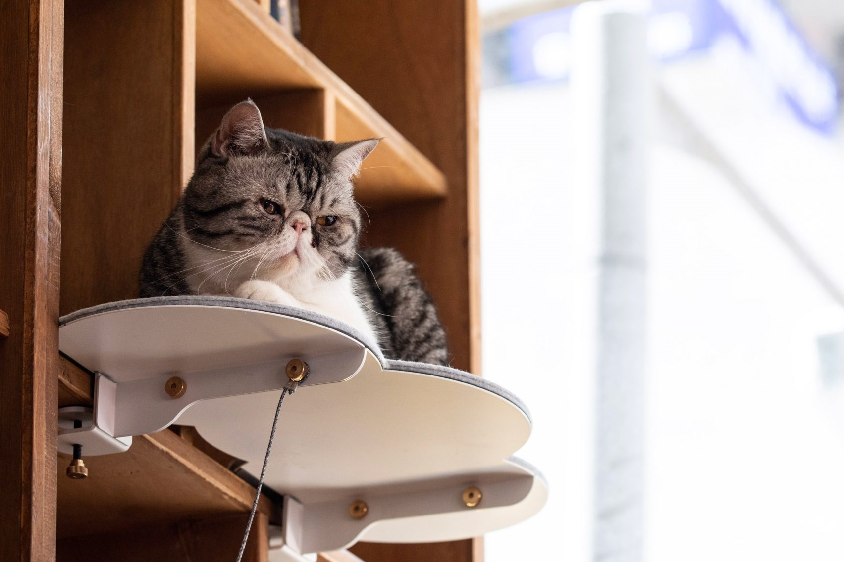 CATSSUP – akcesoria dla kotow do malych wnetrz