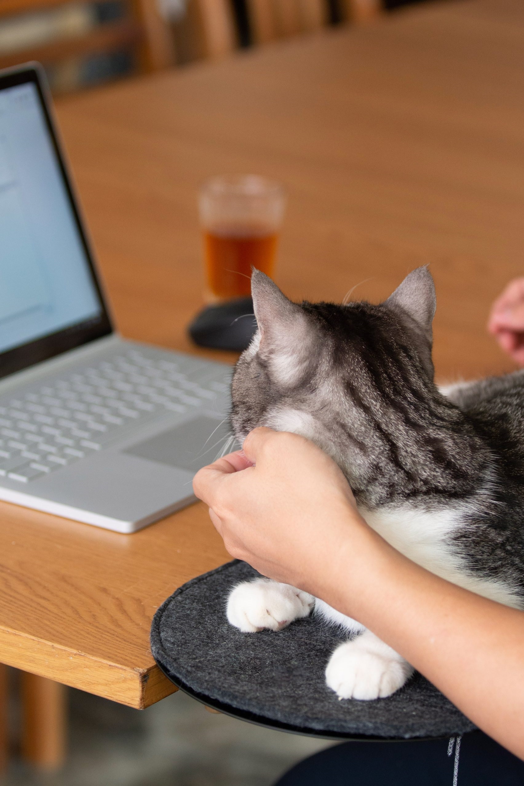 CATSSUP – akcesoria dla kotow do malych wnetrz