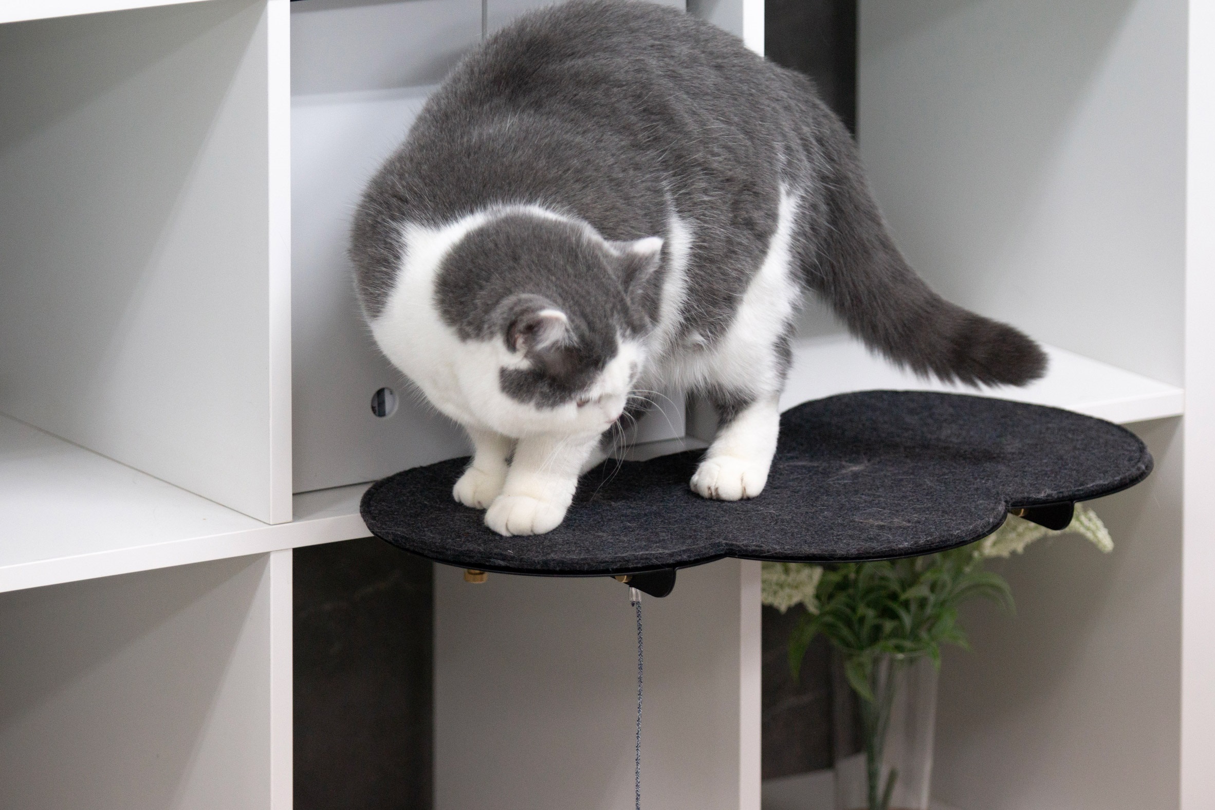 CATSSUP – akcesoria dla kotow do malych wnetrz