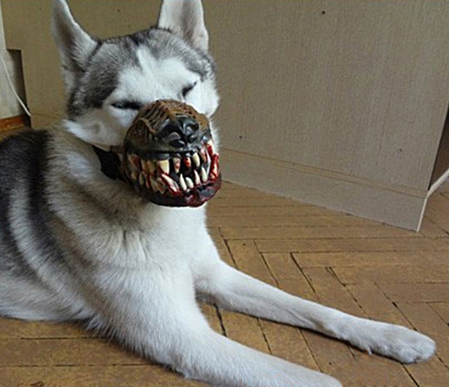 Scary dog. Маламут в наморднике. Намордник оборотень хаски. Необычные намордники для собак.