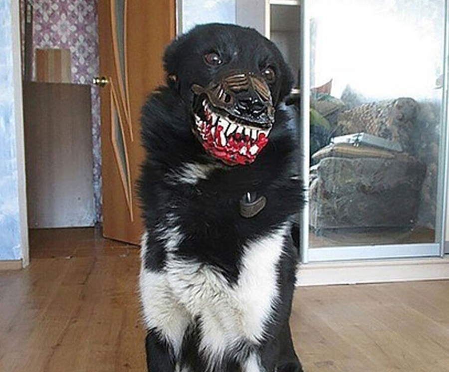 Scary dog. Страшный намордник для собаки. Злая собака. Собаки которые кусаются.